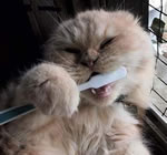 Gatto che si lava i denti