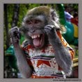 Foto divertente scimmia