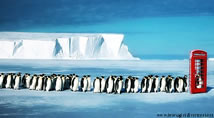 Cabina pinguini
