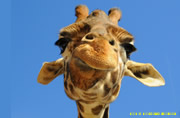 Immagine divertente giraffa
