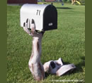 Immagini divertenti: cassetta della posta