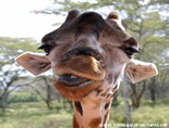 Immagine divertente giraffa