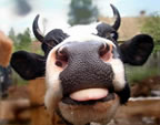 Immagini divertenti mucca