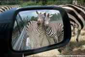 Foto divertente zebre